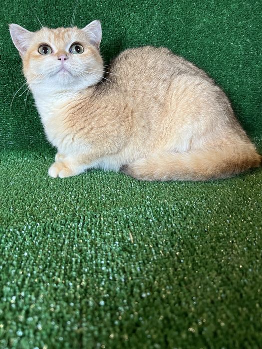 Британець золота шиншила bri by 11 терміново