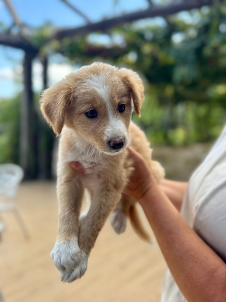 6 Cachorrinhos Border collie para adopção