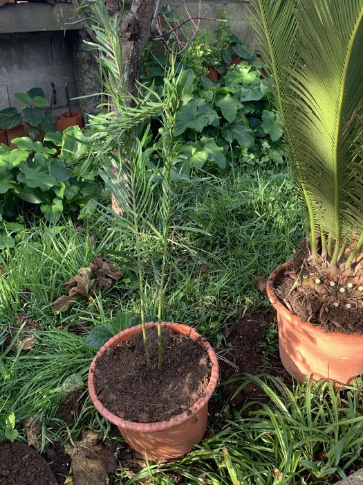 Vendo cyca varios tamanhos