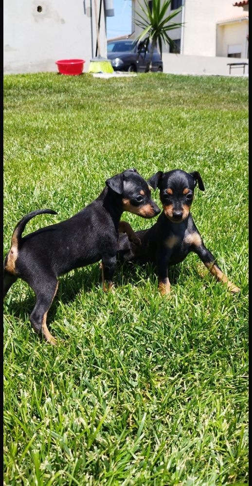 Pinscher cavalinho femea