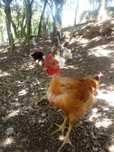 Galo de campo careca
