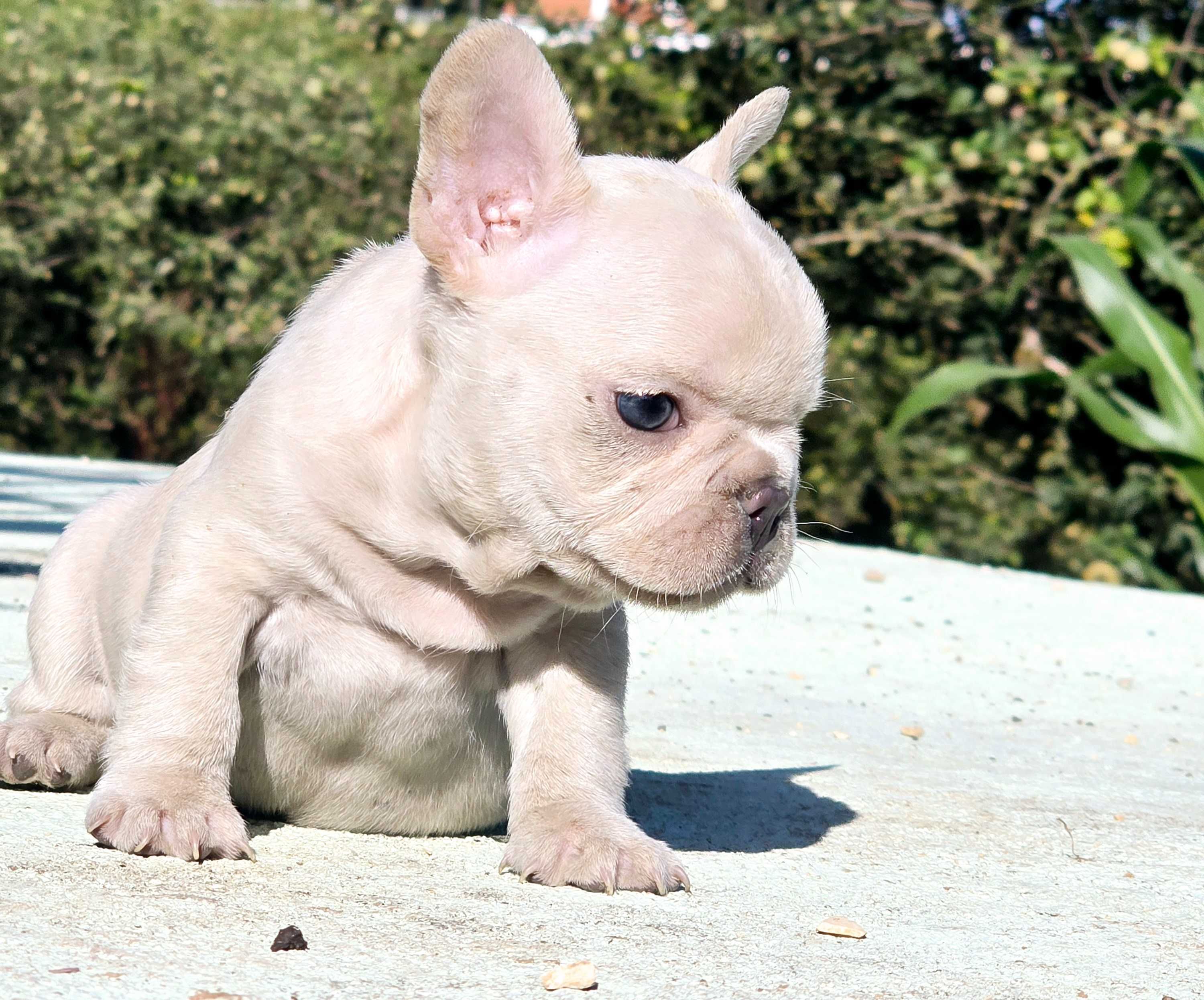 Bulldog francês  Macho cor Blue And Tan Platinum