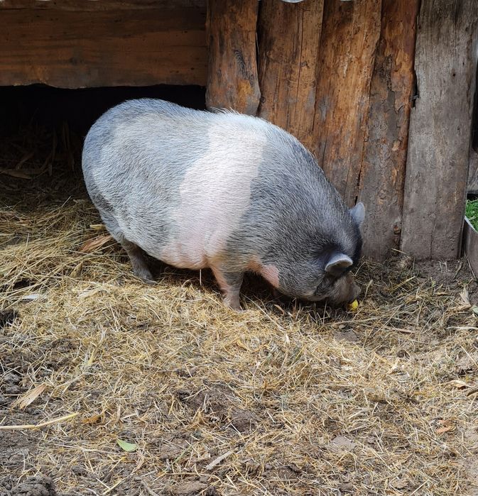 В'єтнамський кнур шукає нових господарів