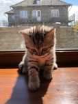Продам породистых котиков