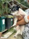8letnia, mała Babulką, adopcja za darmo oddam