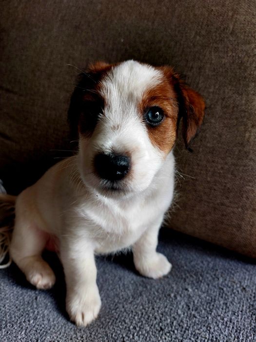 Jack Russell Terrier