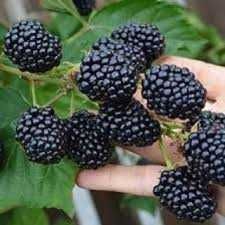 Ежевика Натчез, Дойл. Блэк Джем. Ежемалина Тайбери