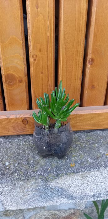 Muda de cato crassula ovata