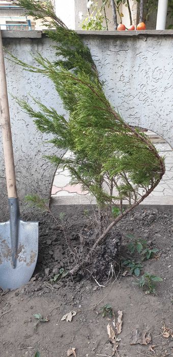 Можевельник казацкий