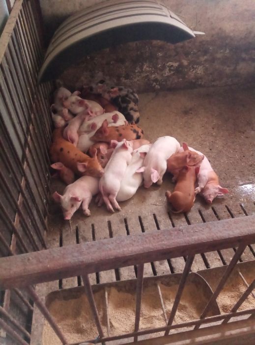 Поросята і дорослі свині різних порід, вага від 10 до 200