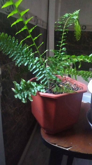 Продаю папоротник