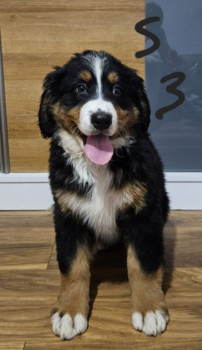 Szczeniak Berneński Pies Pasterski