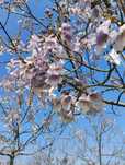Drzewa Tlenowe, Paulownia, Oxytree, nie Shan Tong