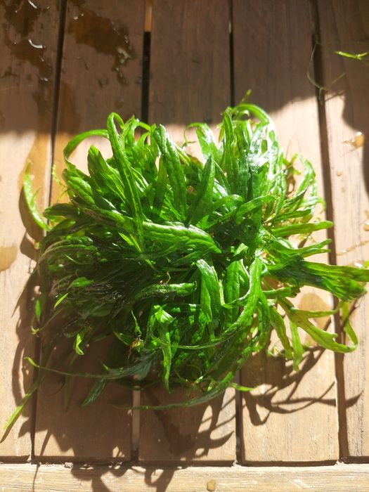 Plantas aquário fácil manutenção