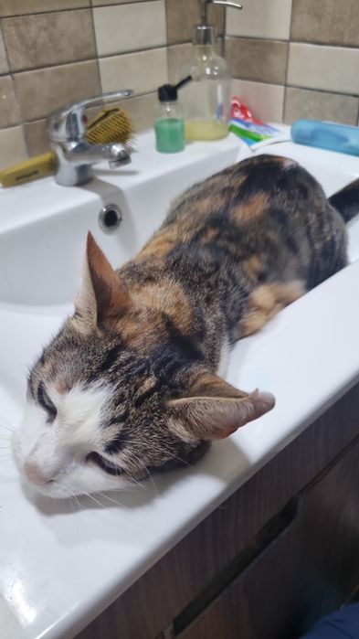 Doa-se duas gatinhas