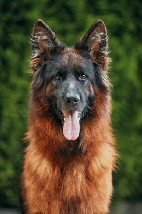 Owczarek Niemiecki Długowłosy