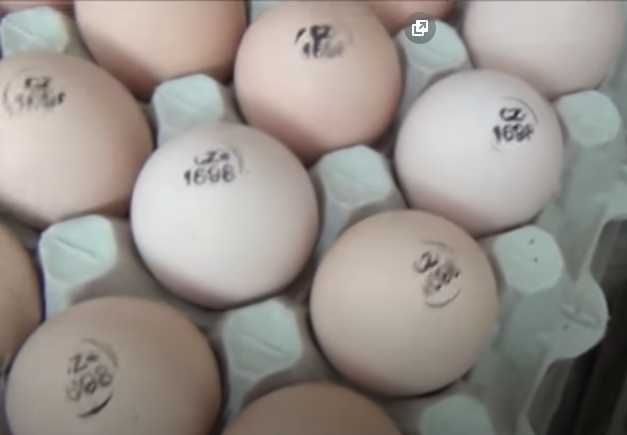 купить импортное инкубационное яйцо