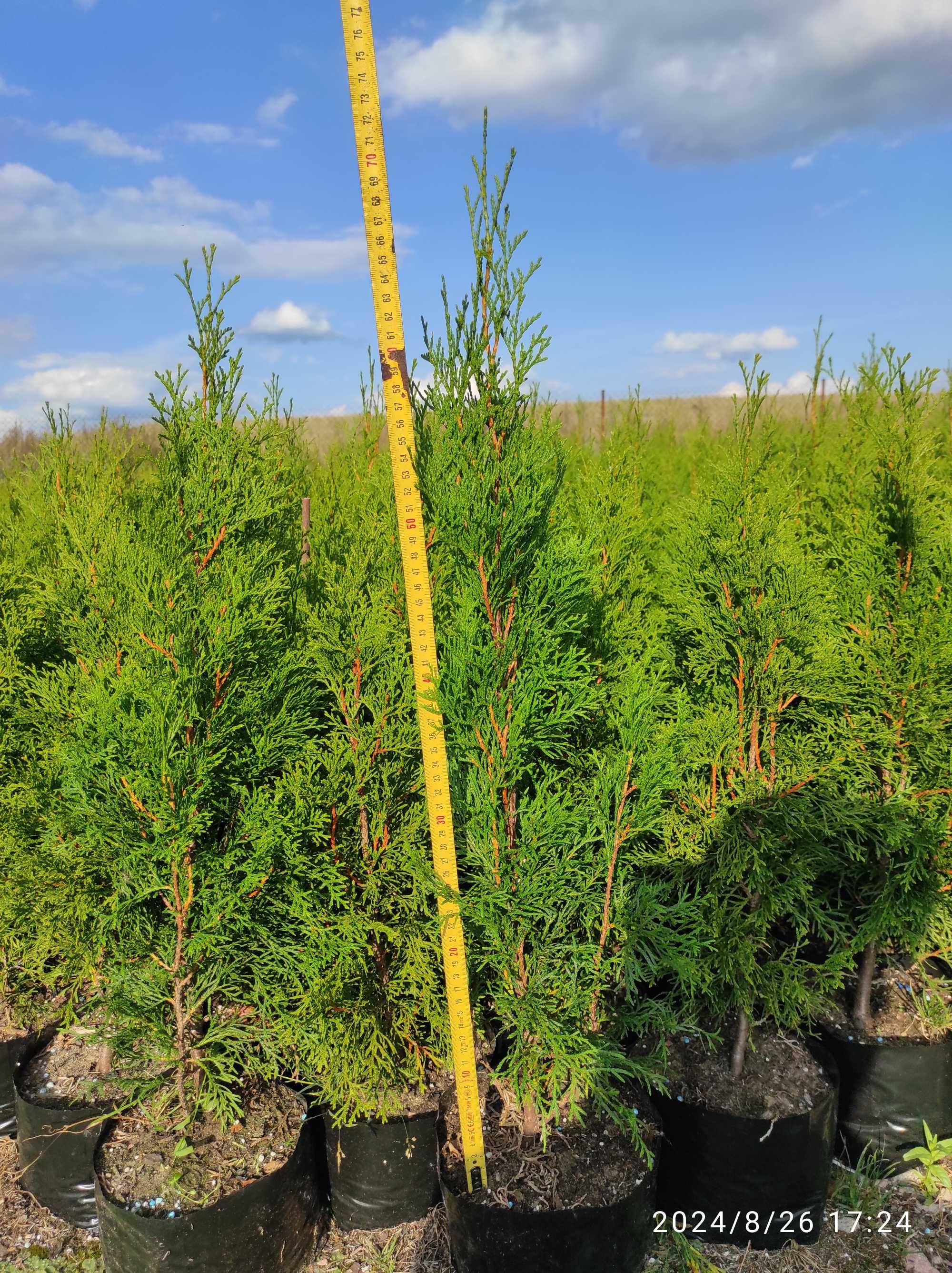 Tuje szmaragd 60cm