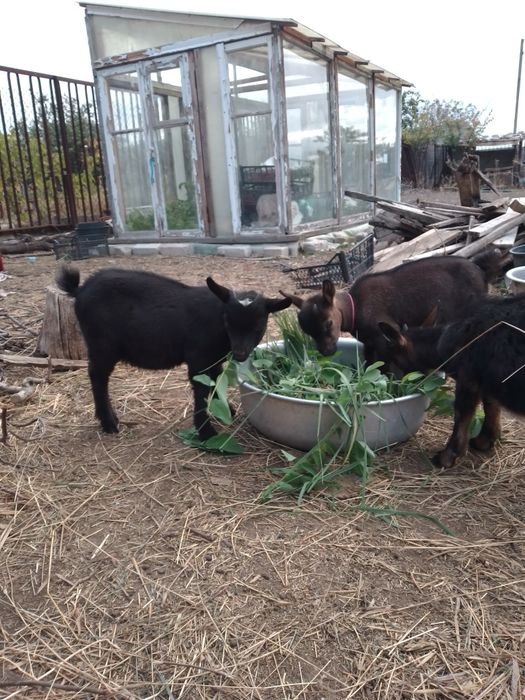 Камерунский карликовый козлик.