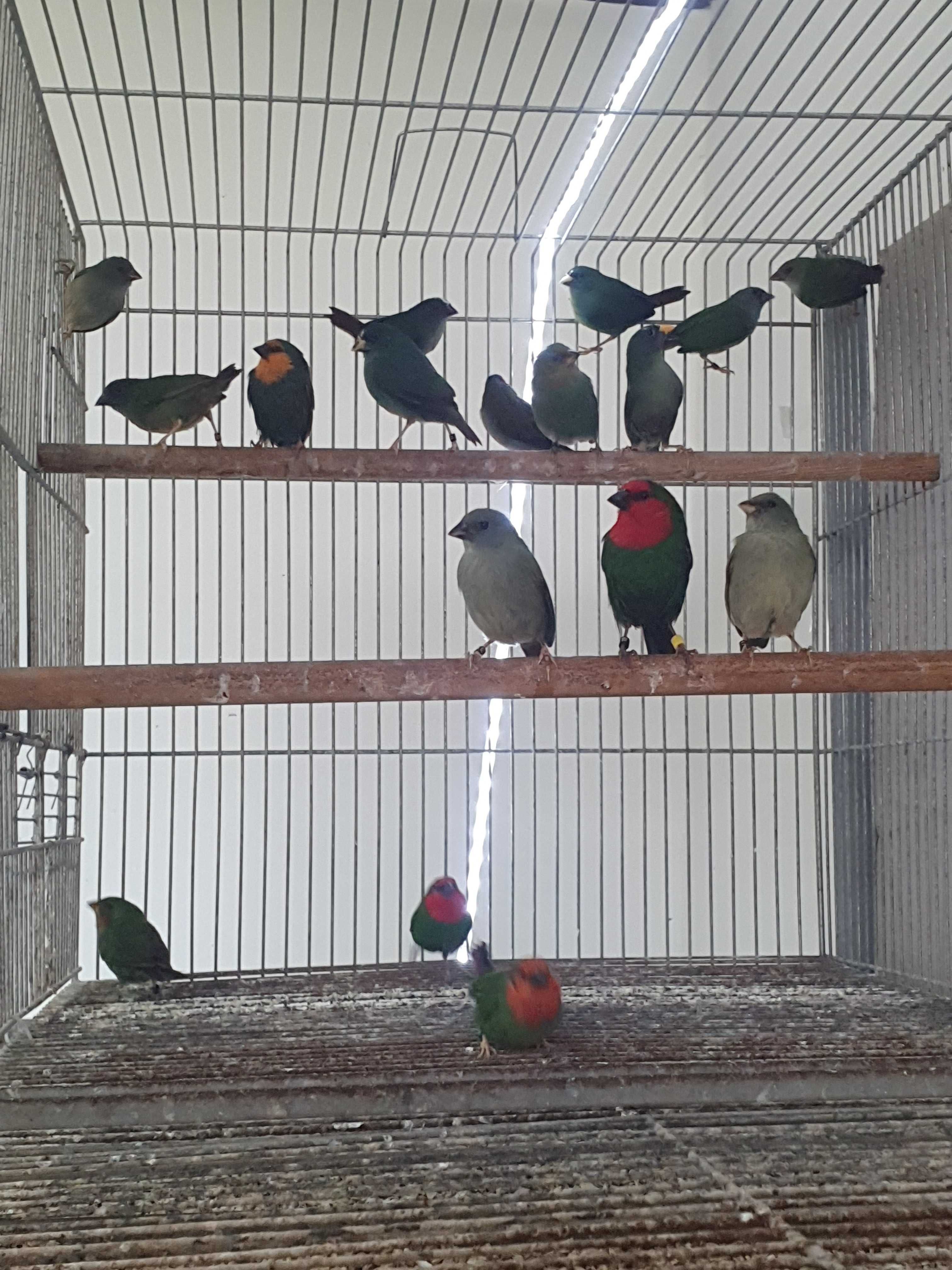 Venda de aves exoticas diamant papagaio,diamant forbe,diamant estrela