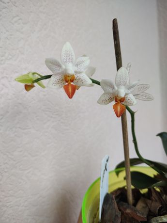 Орхидея фаленопсис сортовик Мини Марк