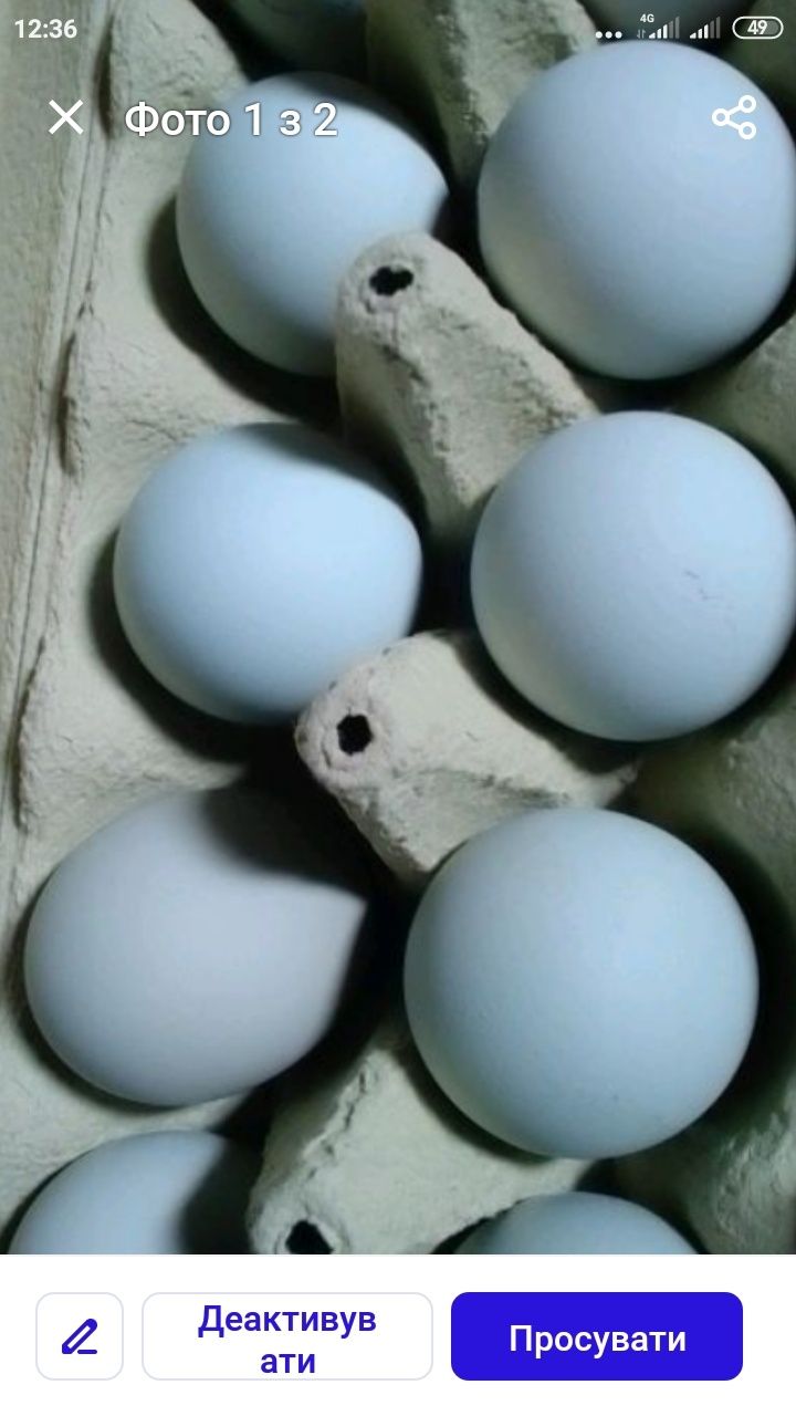 Продам инкубационное лечебное яйцо синь синь дянь