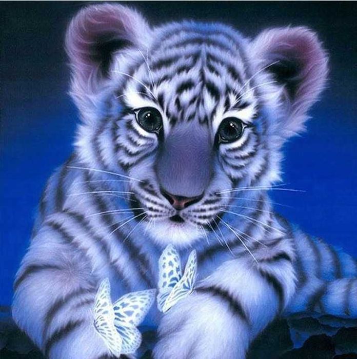 Malowanie Po Numerach Tygrys Obraz z Ramą 40x40