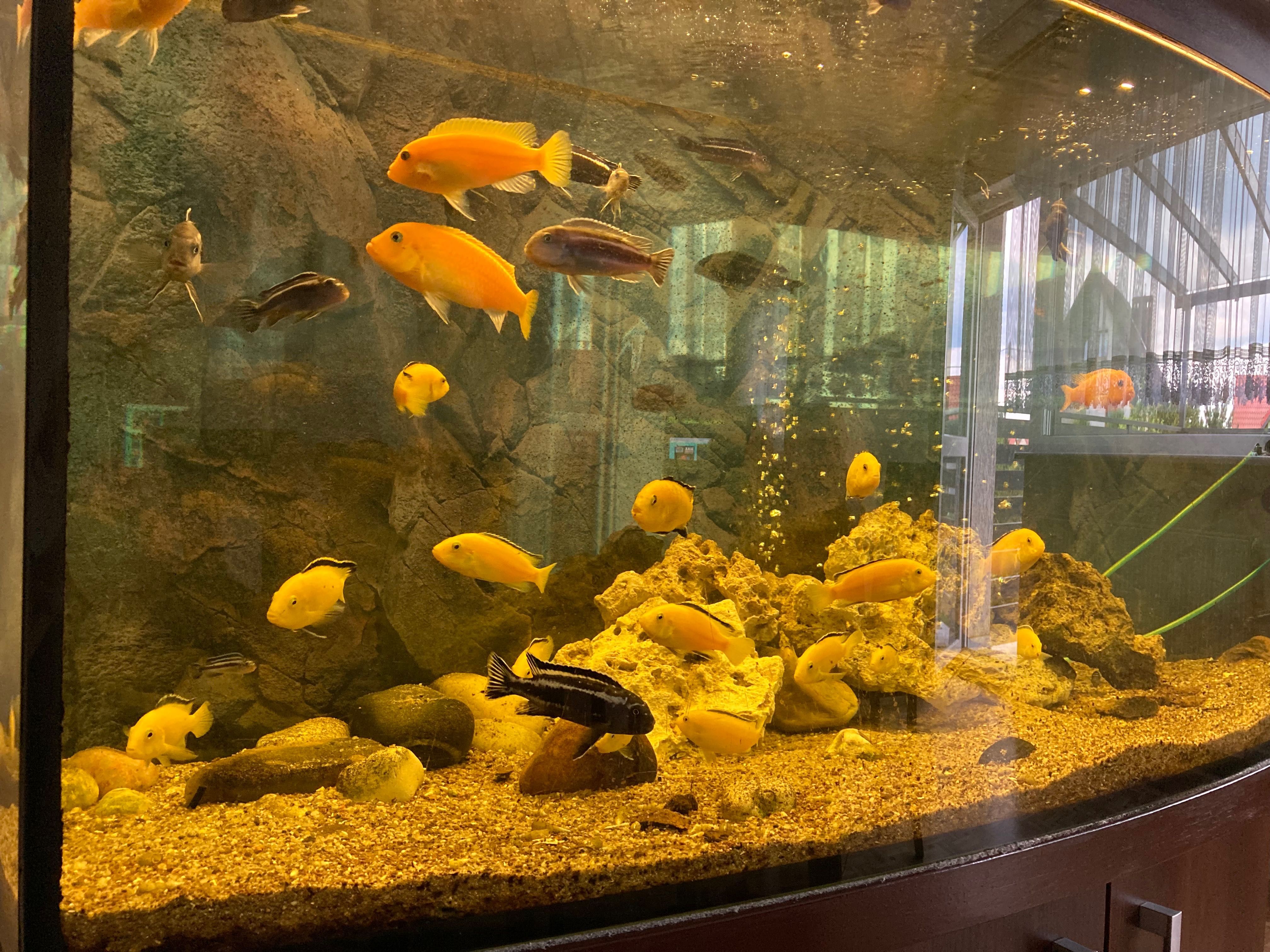Akwarium panoramiczne Diversa 450l ryby+wyposażenie