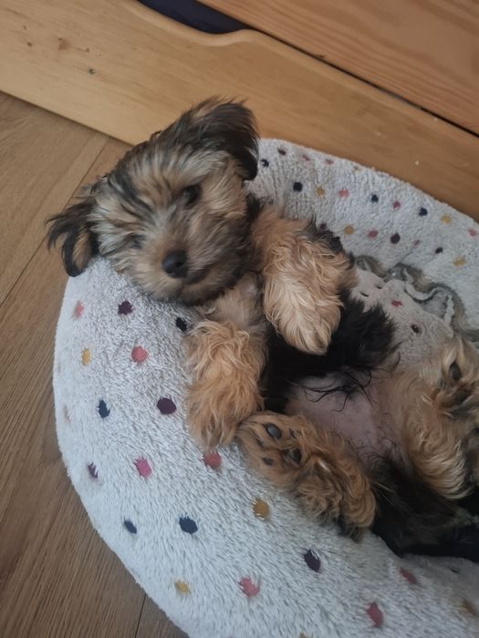 Собачка Йорк, дуже мила, грайлива