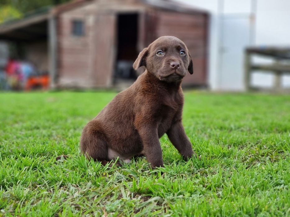 Labrador macho com LOP e Afixo