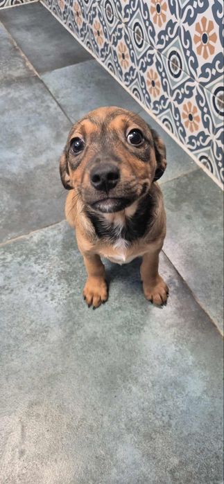 Szczenięta do odppowiedzialnej adopcji