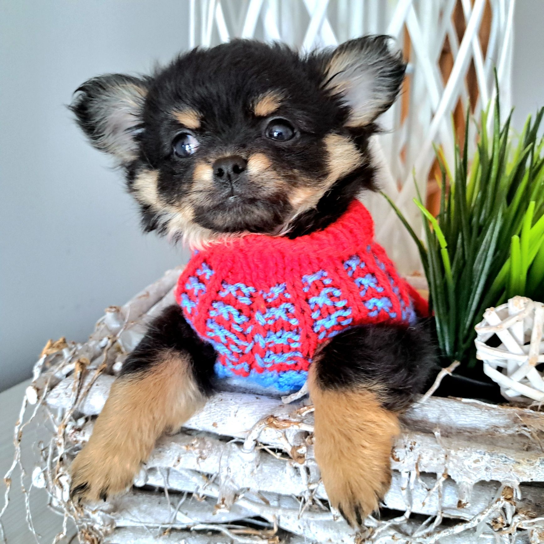 Piękny długowłosy chłopiec Chihuahua DO ODBIORU