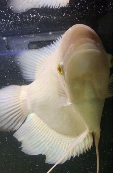 Gourami gigante 40 centimetros