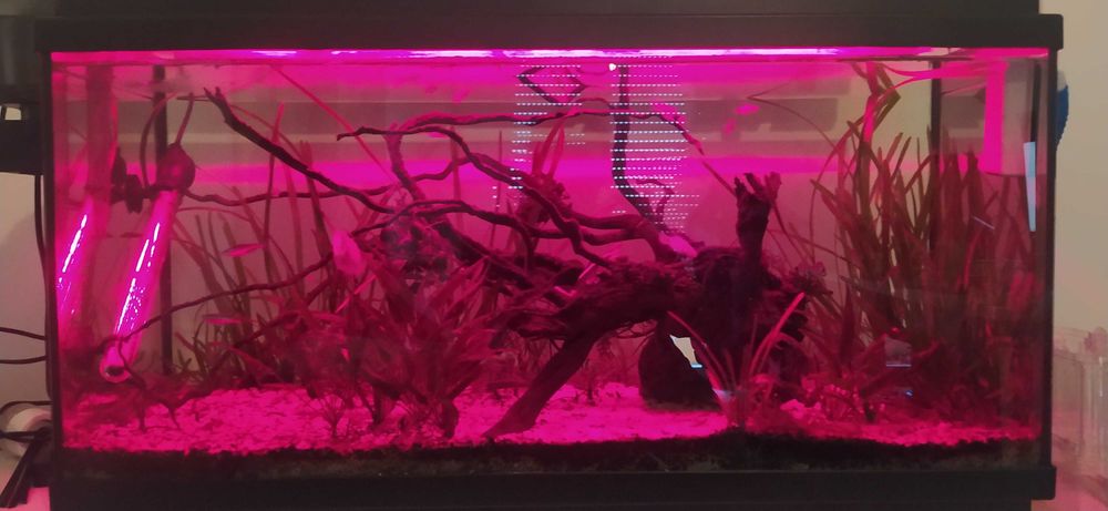 Aquário completo 90litros, 1 ano de uso