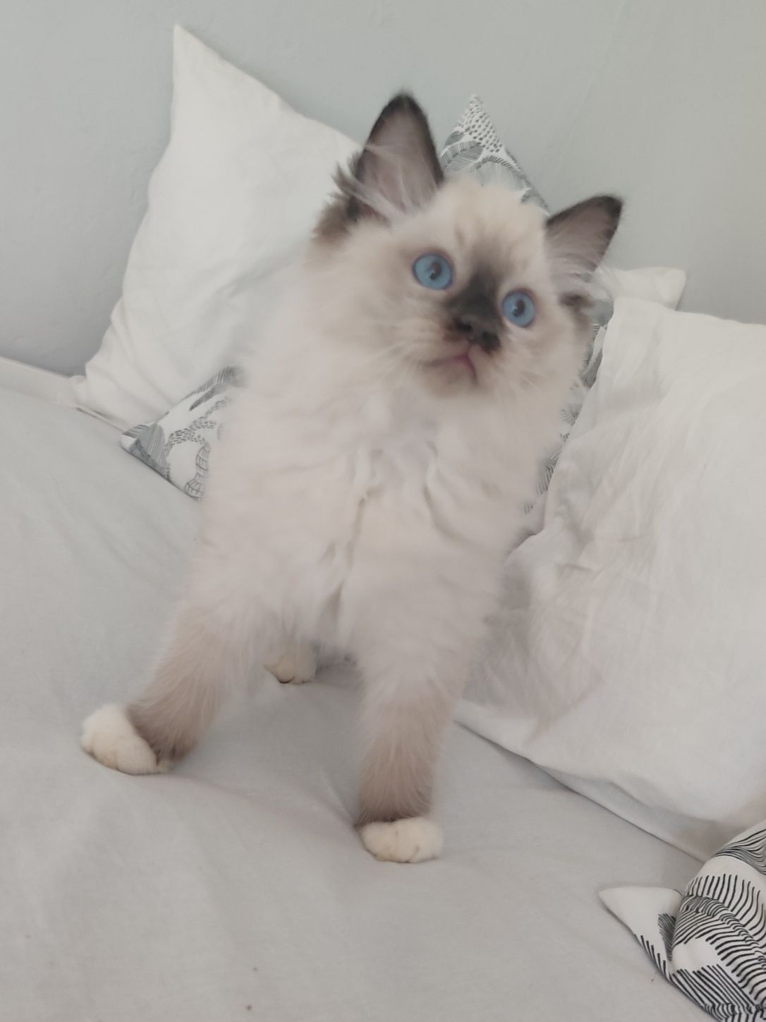 Kocurek RAGDOLL seal mitted cudny