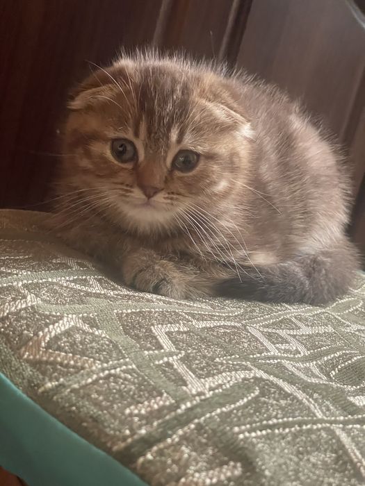 Миленька віслоуха дівчинка , кошеня , золота шиншила