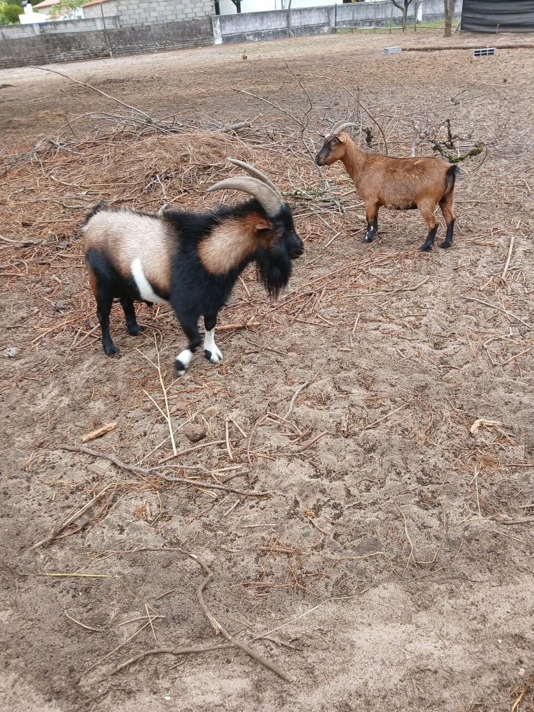 Cabras anãs para relvar tudo