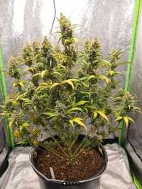 Sionka.pl nasiona marihuany grow box 60 day Auto zapalniczka