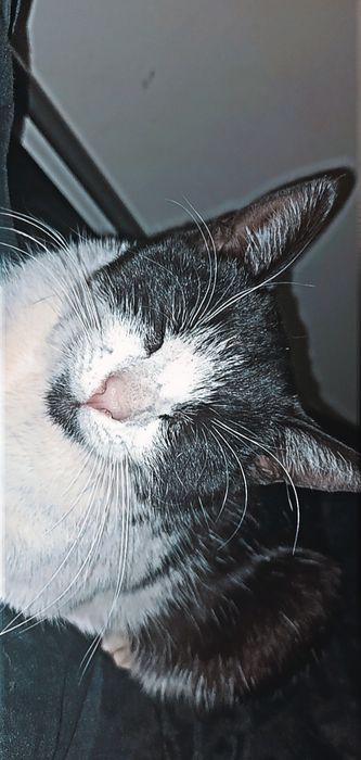 Zaginoł kot proszę o informację jeżeli była widziana