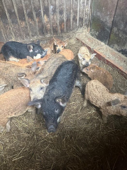 Продаж поросят пухової Венгерської мангалиці