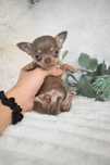 Chihuahua  Super Mini. Menino .Lilac Tan. Cabeça de maçã. Perfeito!