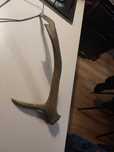 Poroże jelenia 44cm