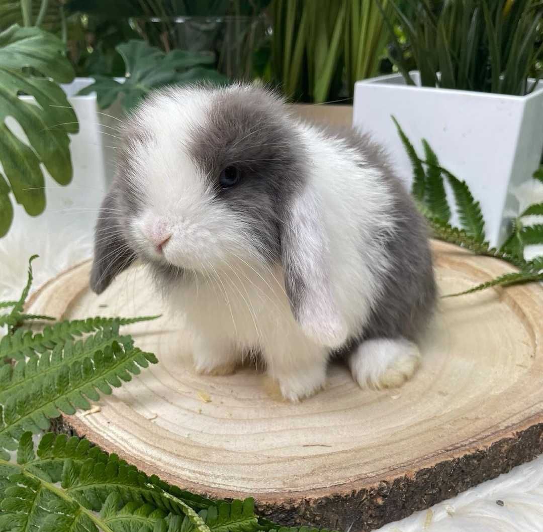 KIT Coelhos anões orelhudos, mini lop super inteligentes e dóceis