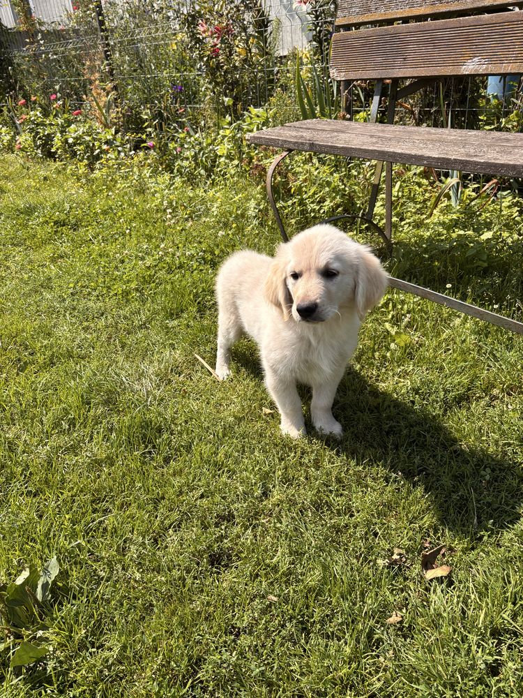 Golden Retriever Piesek