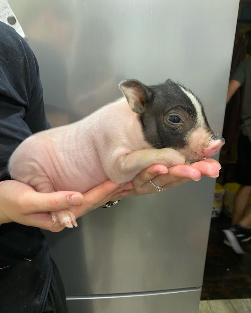 Мини пиг, карликовая свинка minipig до 12 кг