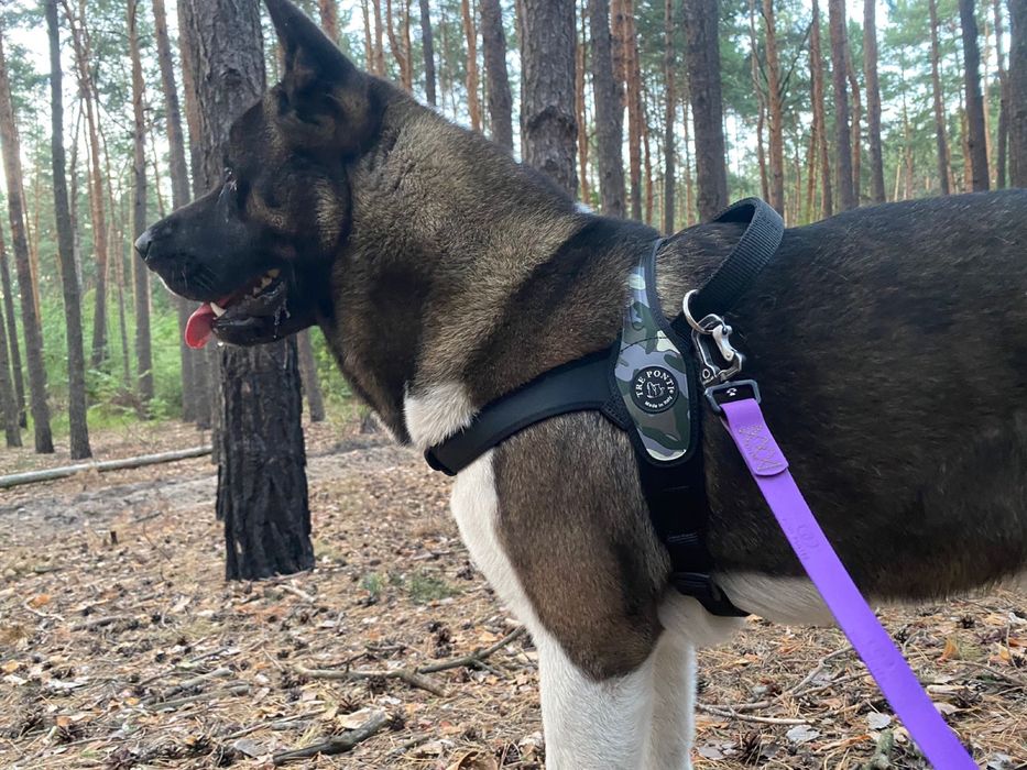 Вязка американська акіта