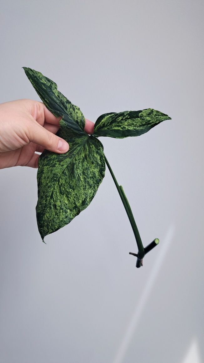 Syngonium Mottled Mojito duże liscie