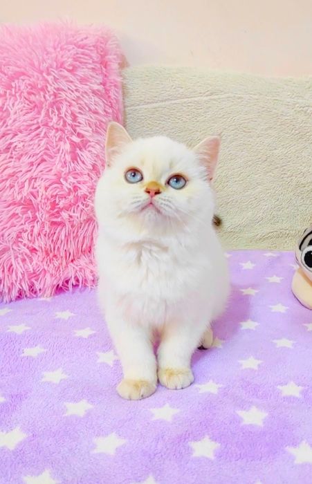 Справжнє плюшеве ведмежатко дівчинка шотландська