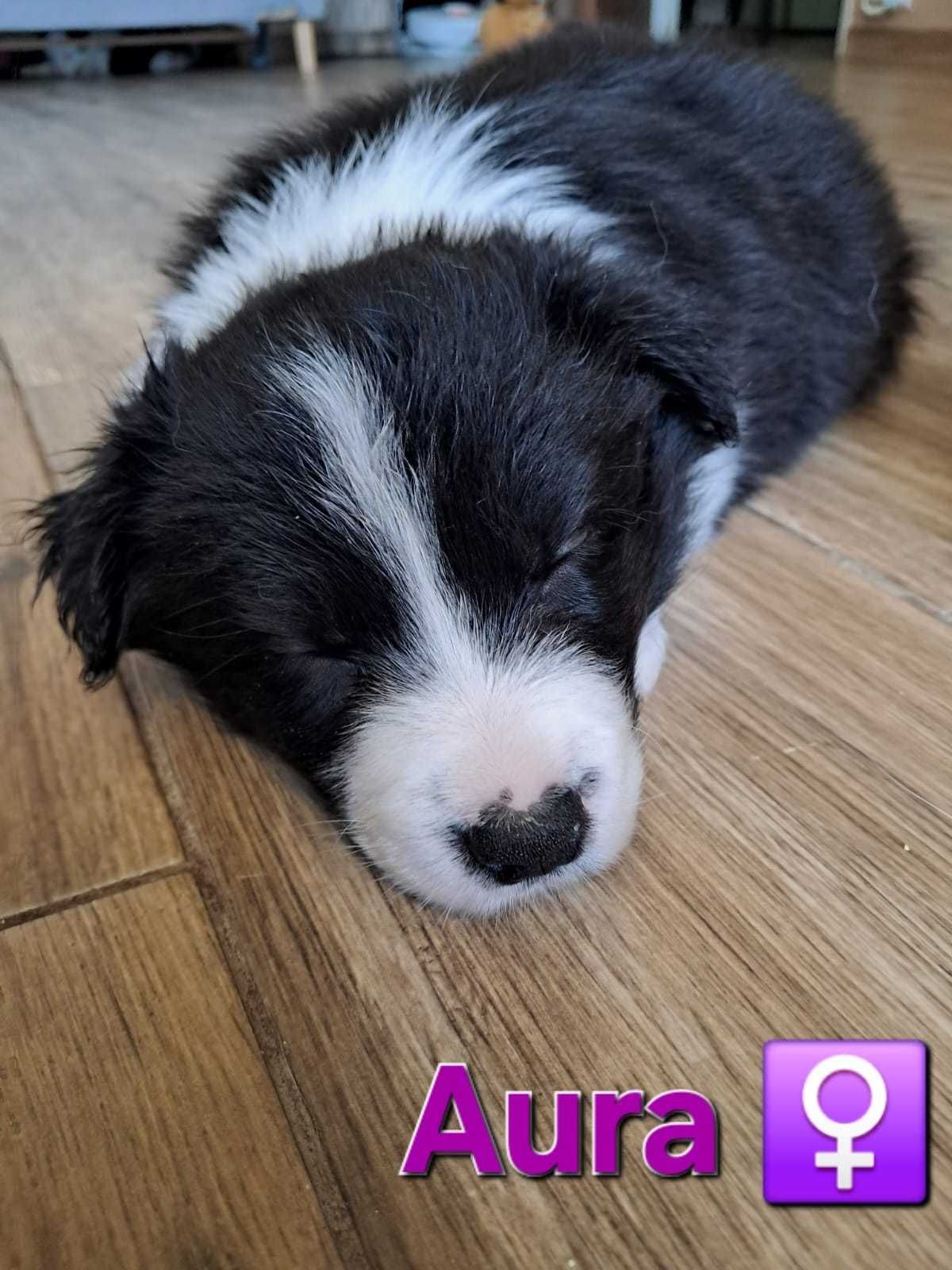 Szczenię Border Collie Kutno