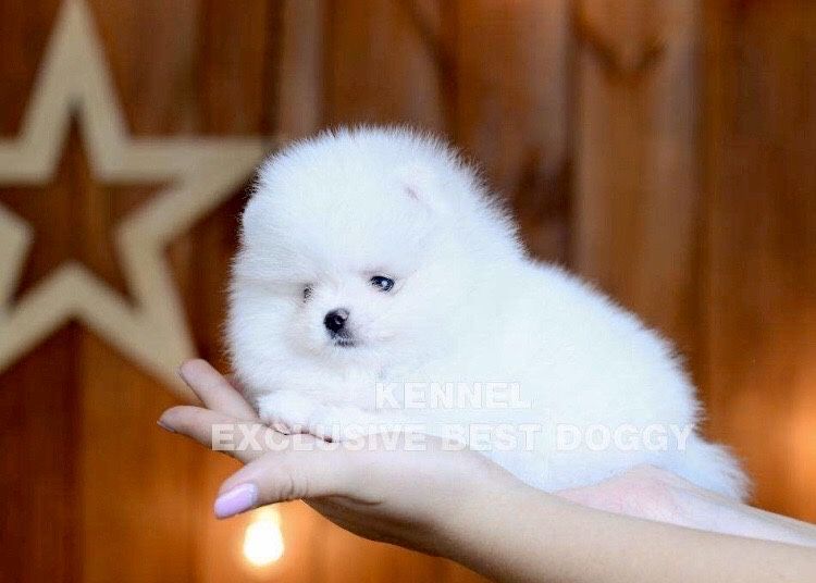 Шикарные VIP кукольные щенки белые померанские шпицы. Померанский шпиц